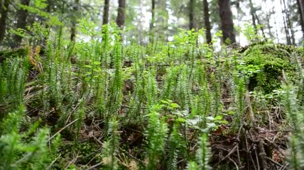 生长在森林里的小蕨类植物特写实拍