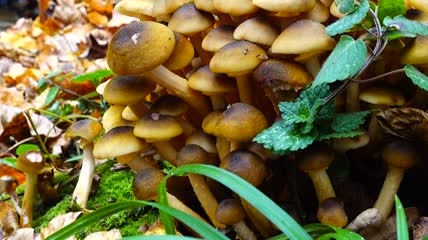 生长在森林里的野生蘑菇特写实拍