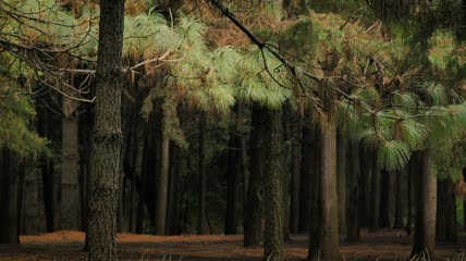 细高的树木实拍视频