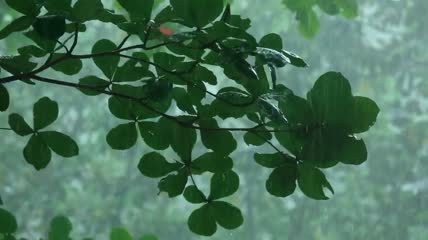 树林里雨下的树枝特写实拍