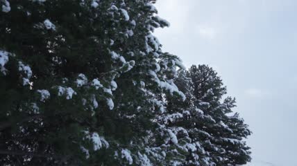 树枝上覆盖着积雪的松树特写实拍