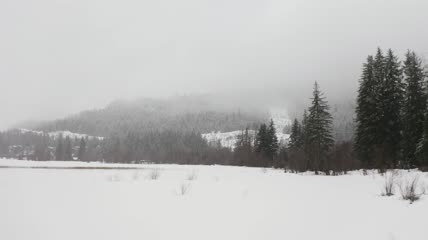 松林草原雪景实拍视频
