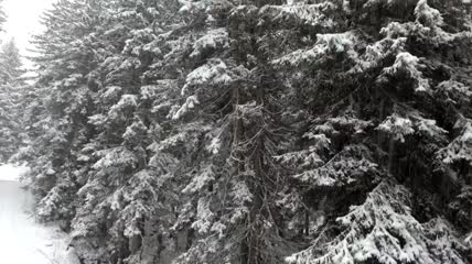 松林里的雪景实拍视频