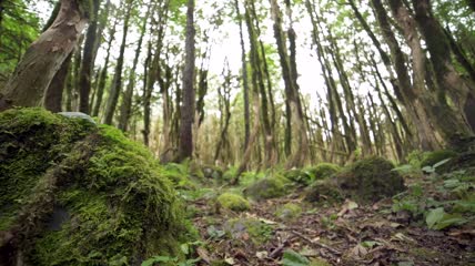 苔藓丛生的森林地面景观实拍视频