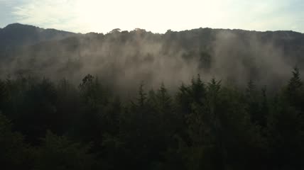 航拍薄雾覆盖的森林