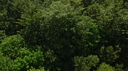 无人驾驶飞机飞越树梢航拍
