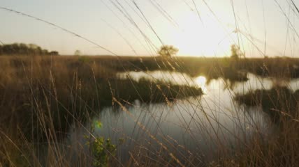 实拍稀树大草原上被干草包围的湖泊
