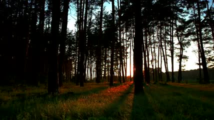 阳光穿透黑暗的森林实拍