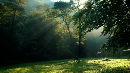 阳光透过林木实拍视频