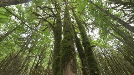 长满苔藓的绿树特写实拍