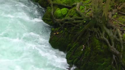 沿着树根流淌的河流视频