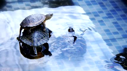在池塘里休息的海龟特写实拍