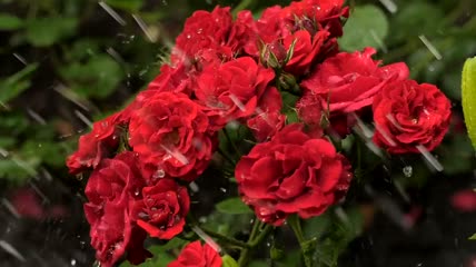 被雨淋湿的红花特写实拍
