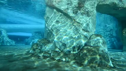 动物园内的水族馆水底景观实拍