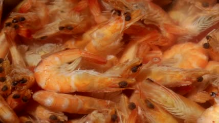 沸水虾特写实拍