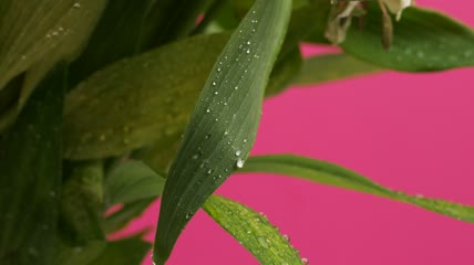 粉红色背景的绿叶特写实拍
