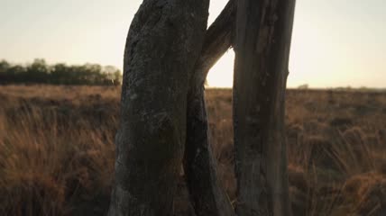日落时沙漠中的枯树特写实拍