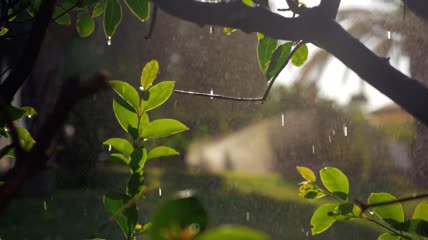 柔和的雨和阳光
