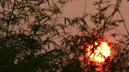 树叶后面的橙色太阳