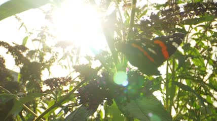 太阳对着蝴蝶
