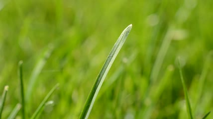 阳光下的草地特写实拍