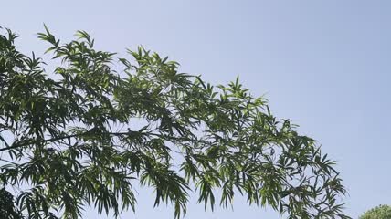 阳光下的竹子