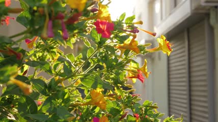 阳光照耀着花园