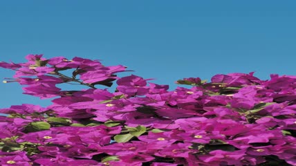 粉红色花朵在微风中飘动特写实拍