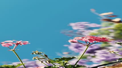 粉红色的小花特写实拍