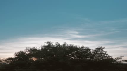 风吹过高高的树枝实拍