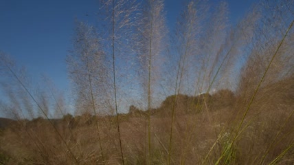 高大干草特写实拍