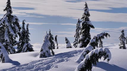 加拿大的一座小山上白雪覆盖的松林实拍