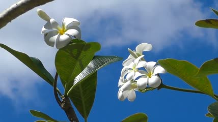洁白的花朵在晴朗的天空中摇曳