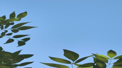 蓝天下的树叶特写实拍
