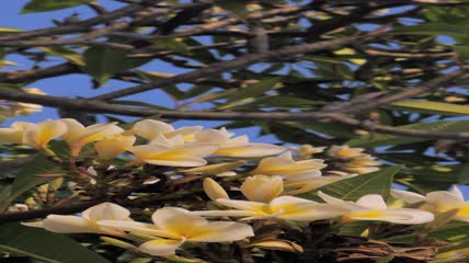 树上开着黄白相间的花特写实拍