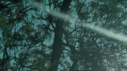 水中倒影的树木实拍