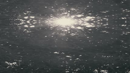 透过树枝的阳光