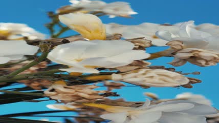 微风中的白花特写实拍
