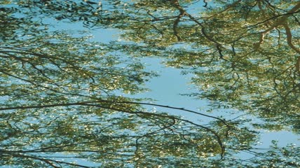 微风中的树枝特写实拍