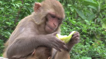 在野外吃水果的猴子特写实拍