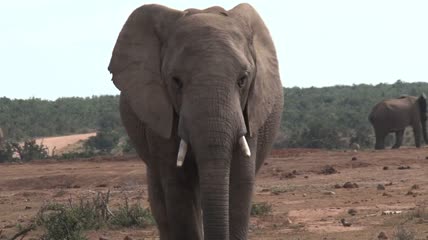 在野外行走的非洲象特写实拍