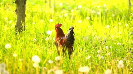 早上公鸡在草地上散步特写实拍