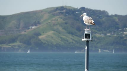 站在湖边的一根杆子上的鸟特写实拍