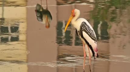 站在流水中的鹳特写实拍