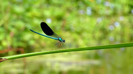 站在绿色树枝上的蜻蜓特写实拍
