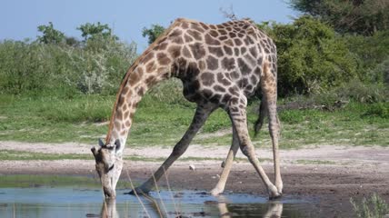长颈鹿在池塘里喝水特写实拍