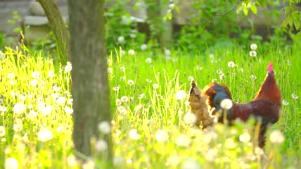 走在蒲公英田野上的公鸡特写实拍