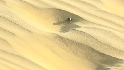 走在沙漠沙地上的甲虫特写实拍