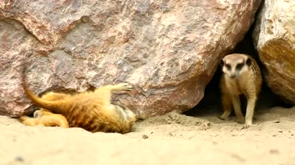 猫鼬在岩石下玩耍特写实拍