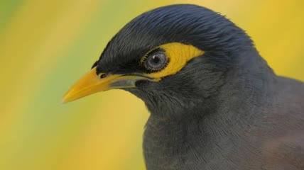 八哥环顾四周特写实拍